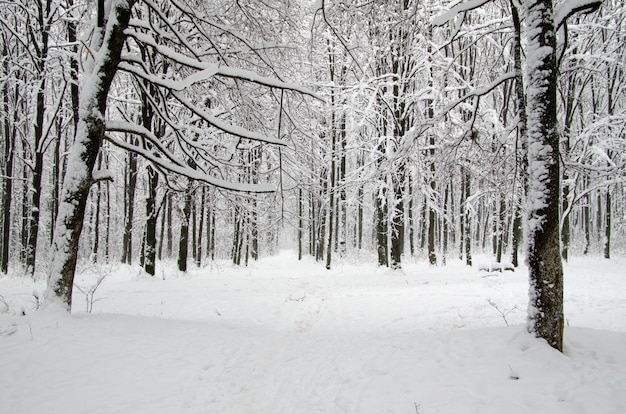 forêt d'hiver