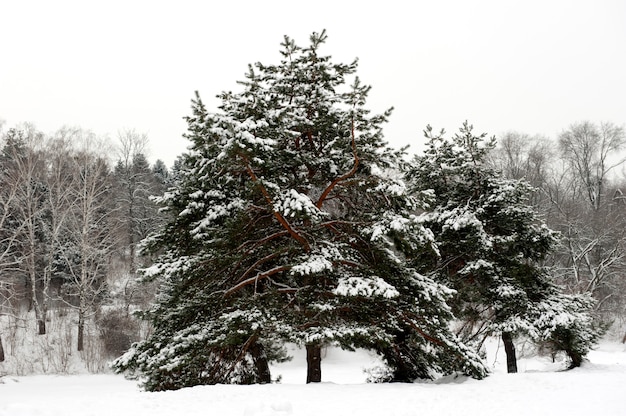 Forêt d&#39;hiver