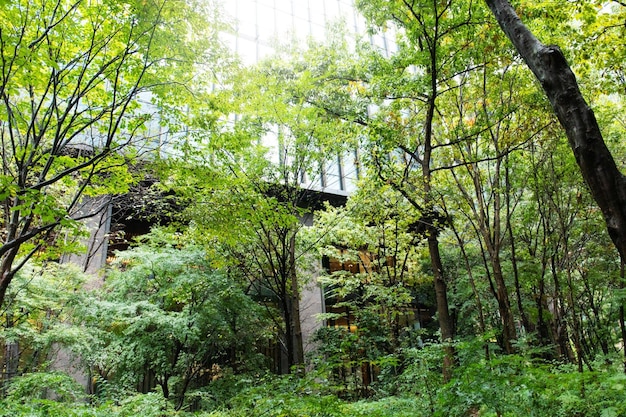 Forêt et immeuble de bureaux