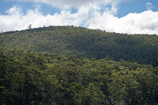 Forêt indigène de brousse australienne et plantation