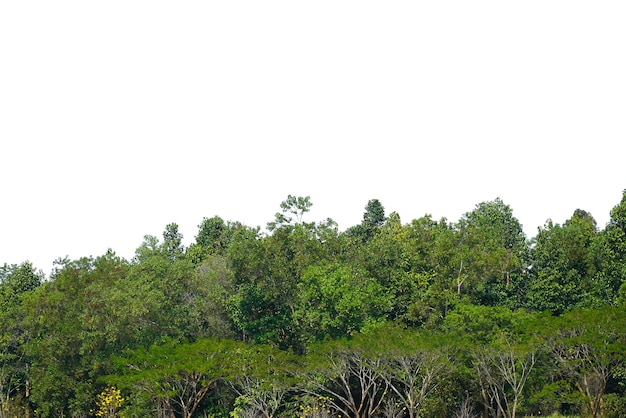 Forêt isolée sur fond blanc