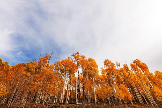 Forêt jaune en automne