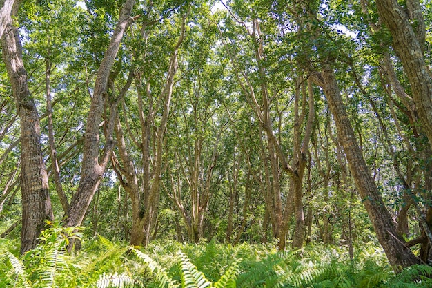 Forêt de la jungle et faune par une journée claire et ensoleillée sur l'île de Zanzibar Tanzanie Afrique