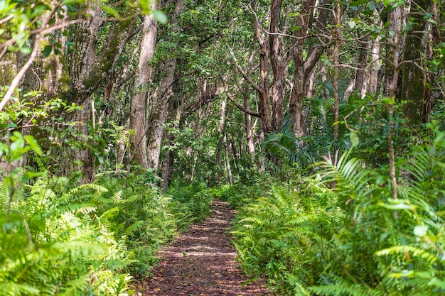 Forêt de jungle avec sentier pédestre et faune par une journée claire et ensoleillée sur l'île de Zanzibar Tanzanie Afrique