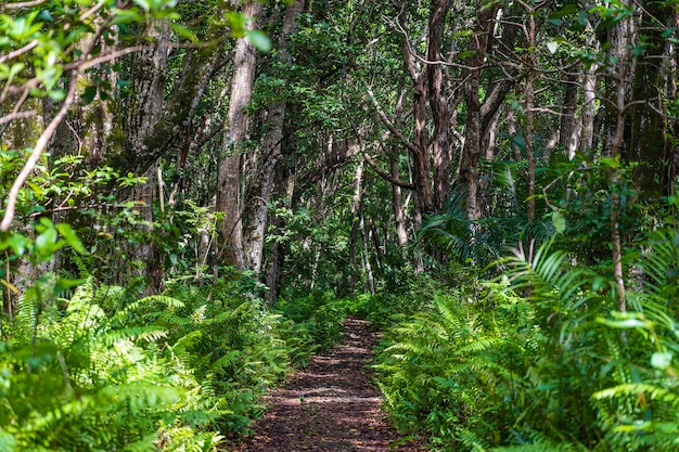 Forêt de jungle avec sentier pédestre et faune par une journée ensoleillée sur l'île de Zanzibar, Tanzanie, Afrique de l'Est