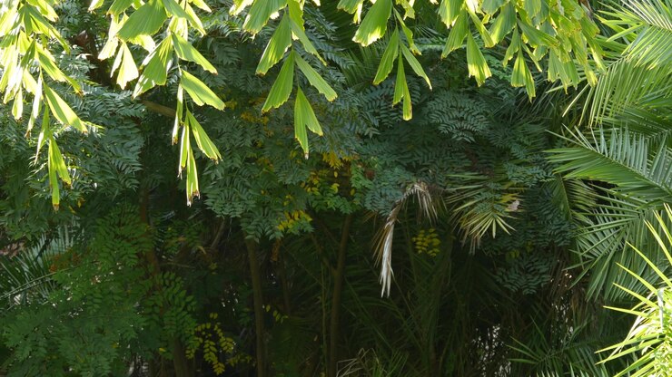 Photo forêt de jungle tropicale ensoleillée forêt amazonienne exotique fronde feuilles de palmier