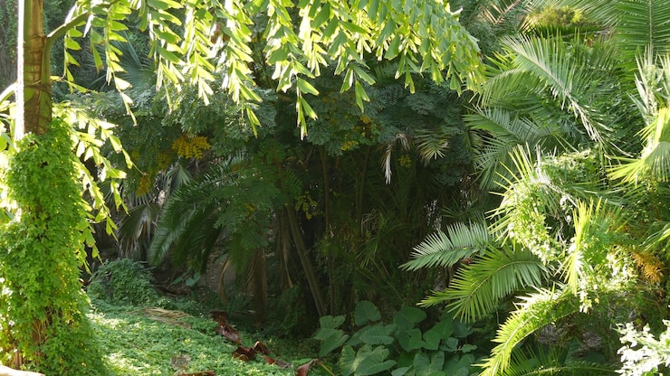 Photo forêt de jungle tropicale ensoleillée forêt amazonienne exotique fronde feuilles de palmier