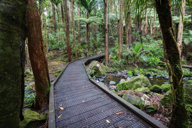 Forêt de jungle tropicale de Nouvelle-Zélande.