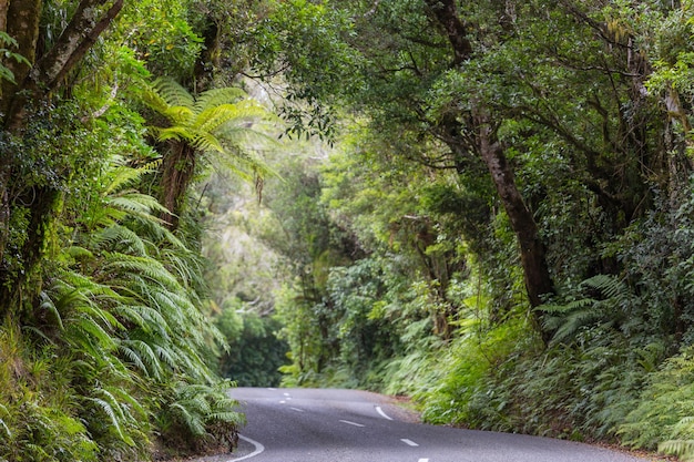 Forêt de jungle tropicale de Nouvelle-Zélande.