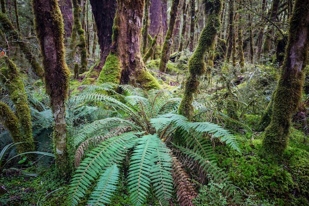 Forêt de jungle tropicale de Nouvelle-Zélande.