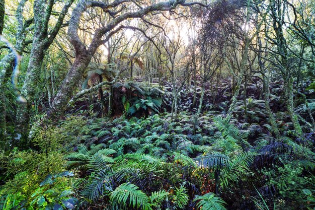 Forêt de jungle tropicale de Nouvelle-Zélande.