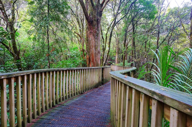 Forêt de jungle tropicale de Nouvelle-Zélande.