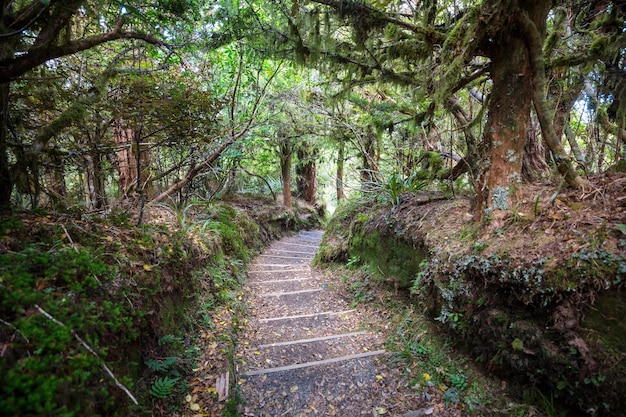 Forêt de jungle tropicale de Nouvelle-Zélande.