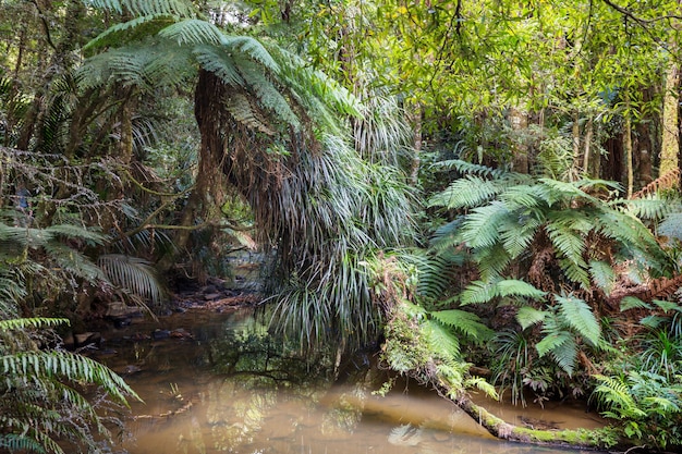 Forêt de jungle tropicale de Nouvelle-Zélande.