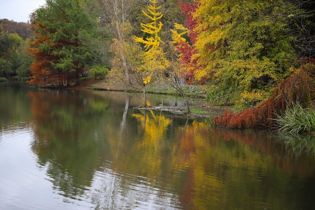 Forêt et lac en automne