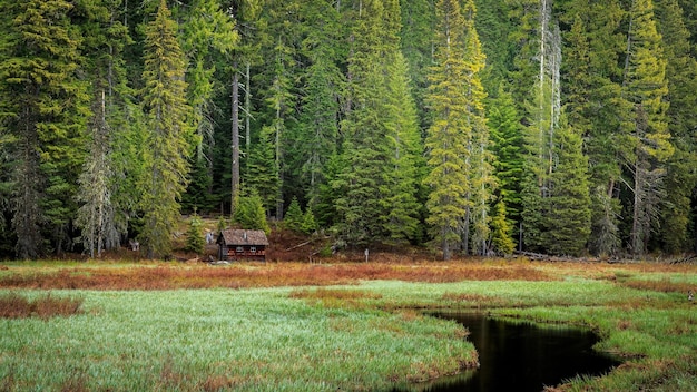 une forêt avec un lac et une cabane en bois à l'arrière-plan