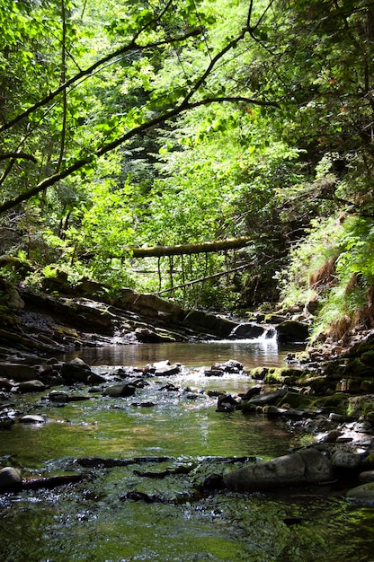 Forêt Lac Nature