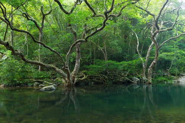 Forêt et lac