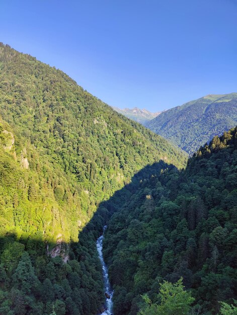 Forêt et lac