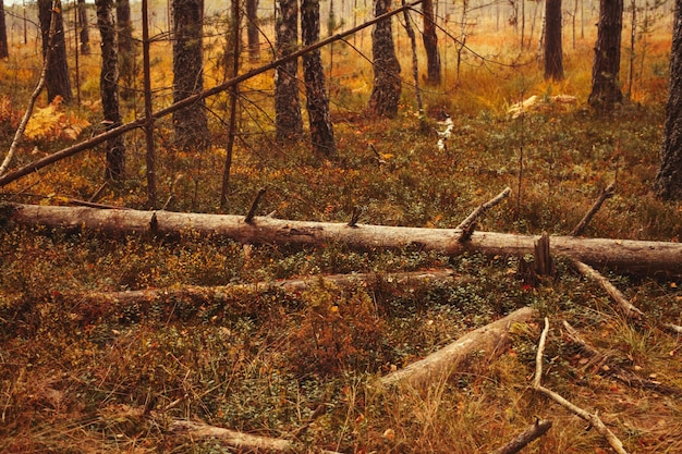 Forêt lumineuse d'automne avec des feuilles et des arbres qui tombent