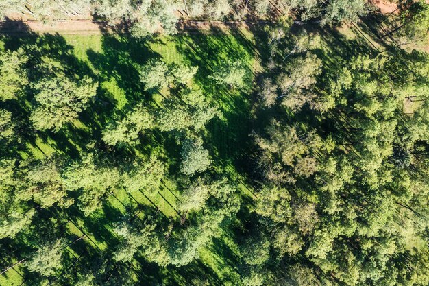 Forêt luxuriante de pins à la cime des arbres avec lumière du soleil dans la zone de conservation