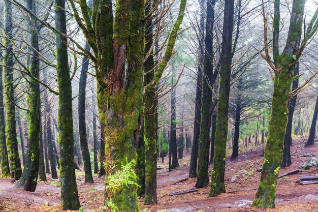 Forêt à Madère