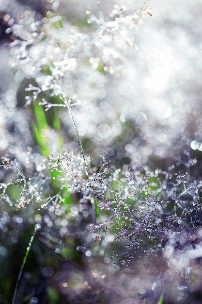 Forêt magique et gouttes de rosée sur l'herbe avec bokeh