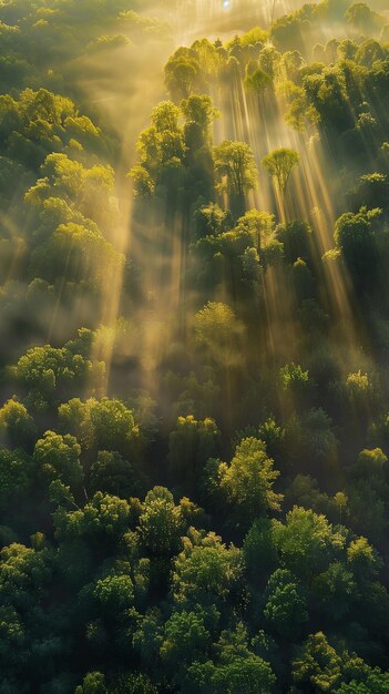 La forêt majestueuse au lever du soleil Photographie aérienne avec des rayons de lumière traversant les arbres
