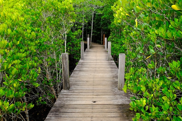 Forêt de mangrove de Ban Hua Khod