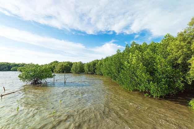 forêt de mangrove, forêt de mangrove rouge et eaux peu profondes dans une île tropicale, forêt de mangrove, Mangro