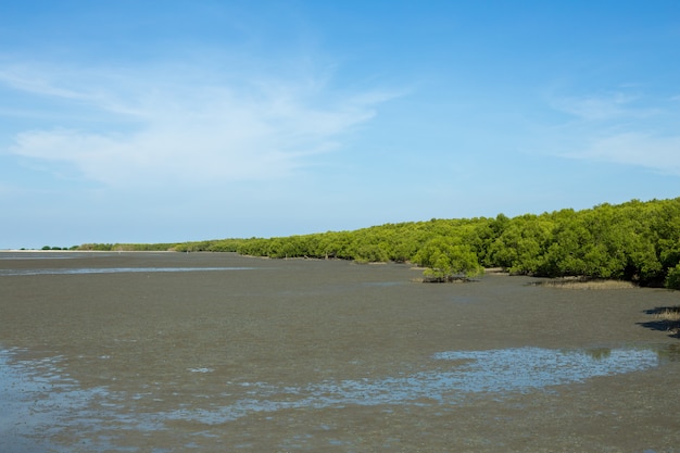 forêt de mangrove sur la plage