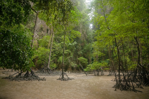 Forêt de mangrove de Thaïlande jungle de mangrove