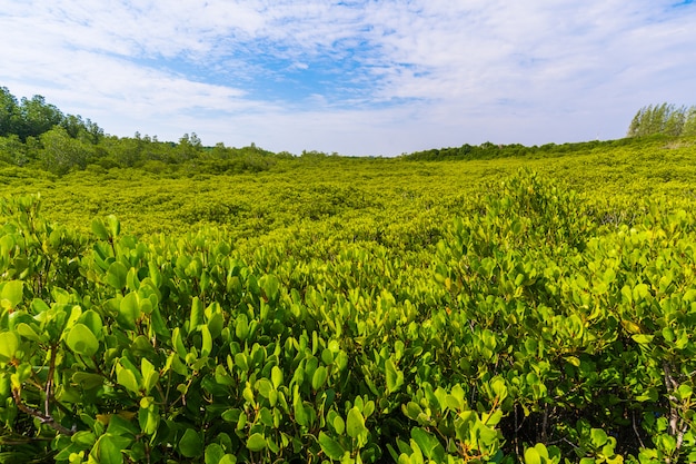 Forêt de mangrove verte à Tung Prong Thong ou champ de mangrove doré, Rayong, Thaïlande