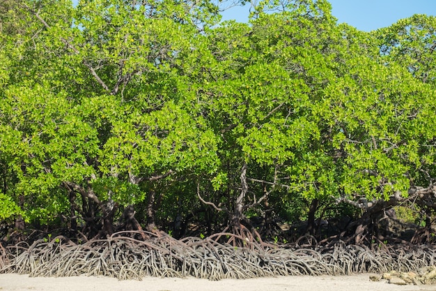 Forêt de mangrove