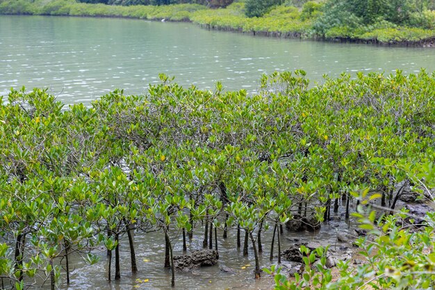 Photo forêt de mangroves au bord de la mer