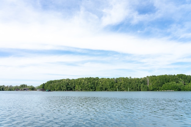 Forêt de mangroves (Ceriops decandra) Aussi connue sous le nom de «Golden Meadow Prong»