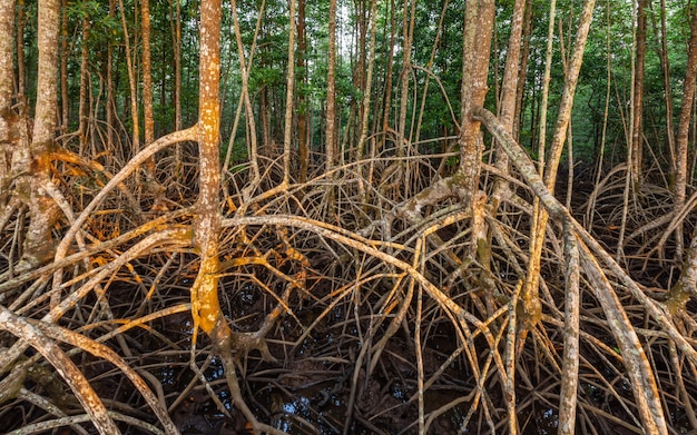 Forêt de mangroves et lumière du matin