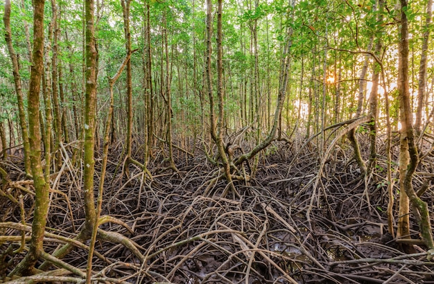 Forêt de mangroves et lumière du matin