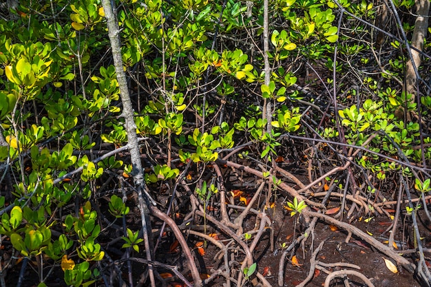 Forêt de mangroves, province de Chon Buri, Thaïlande.