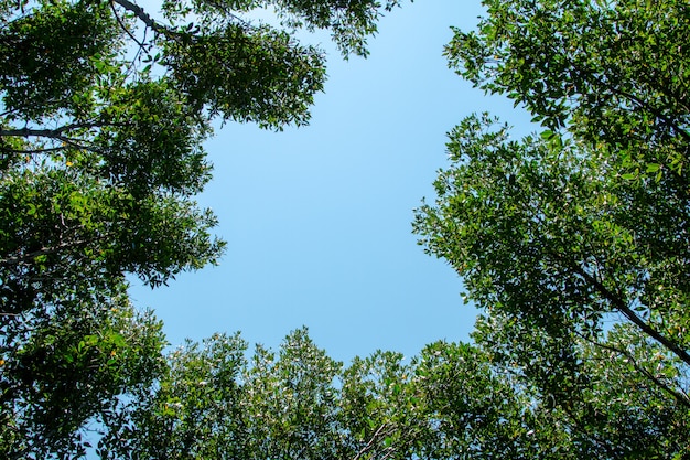 Forêt de mangroves en Thaïlande