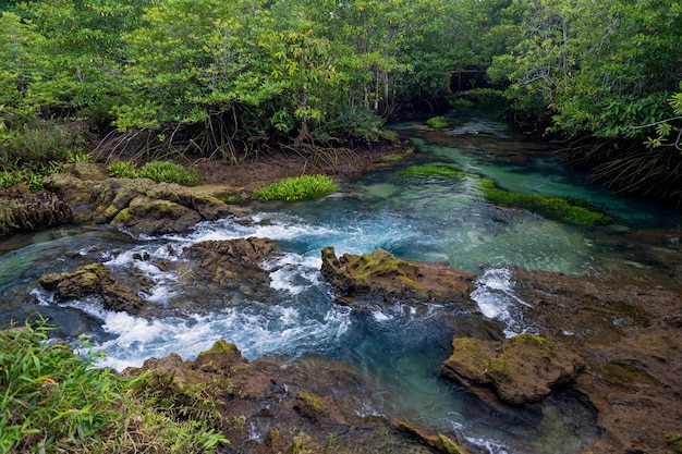 Forêt de mangroves en Thaïlande