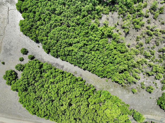 Forêt de mangroves vertes avec la lumière du soleil du matin Écosystème de mangrove Absorbants naturels de carbone Mangrove