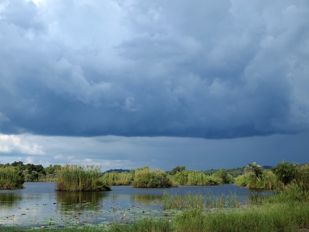 Forêt de mangroves