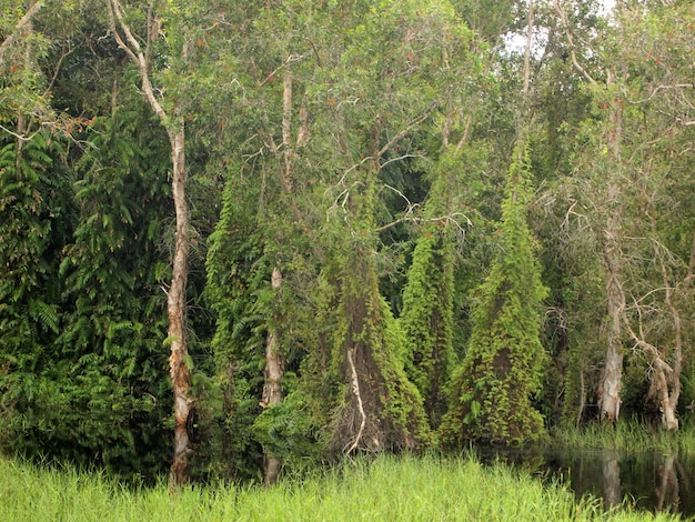 Forêt de mangroves