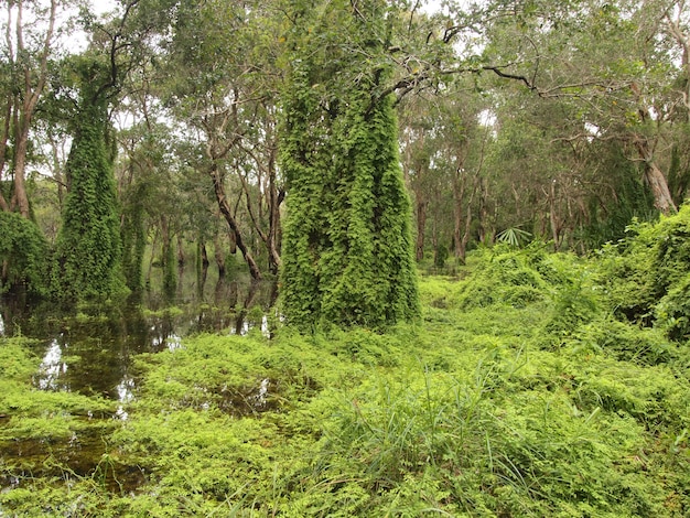 Forêt de mangroves