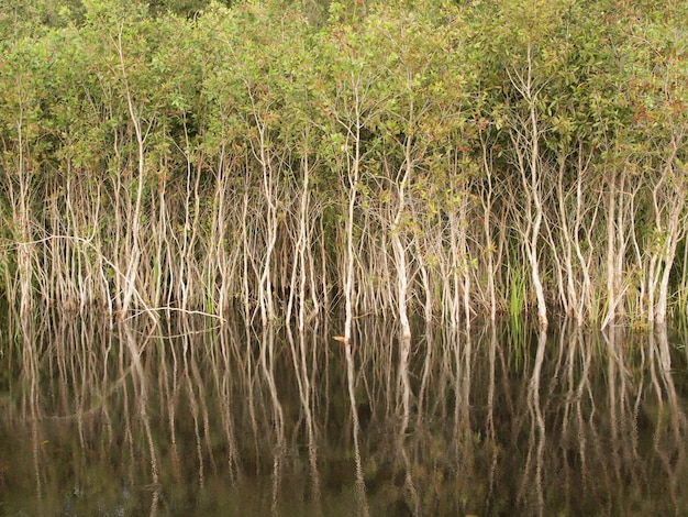 Forêt de mangroves