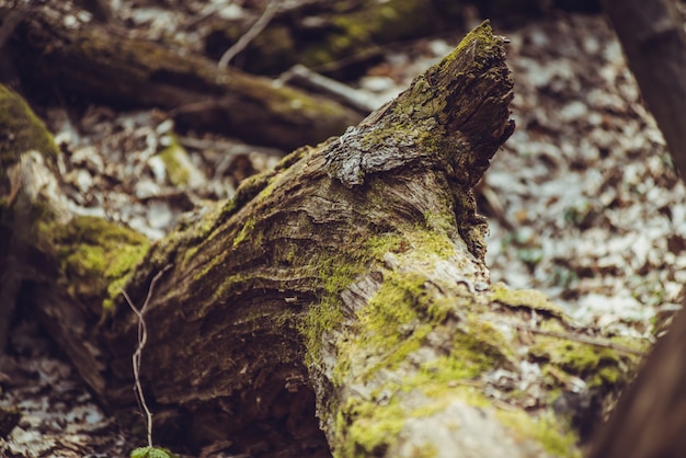 Forêt marécageuse au printemps