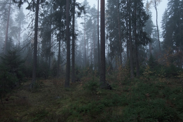 Forêt de matin brumeux mystique atmosphérique