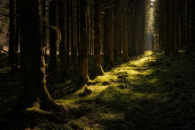 forêt le matin