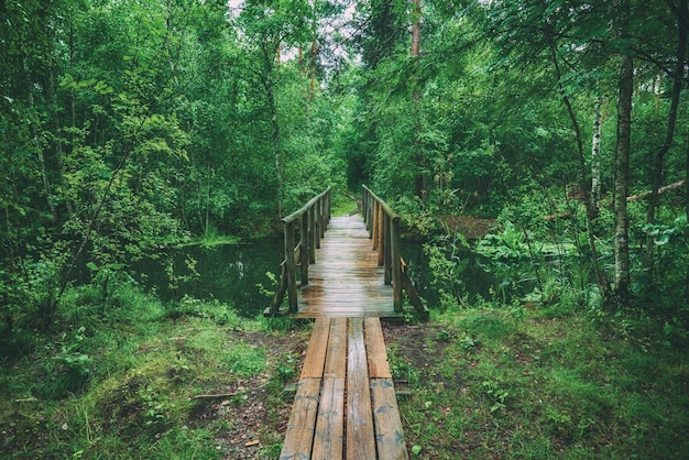 Forêt de mauvaise humeur d'été